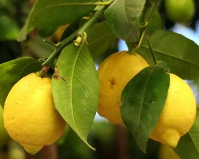 Buy Online Sicilian Lemon from Ribera - Foodexplore